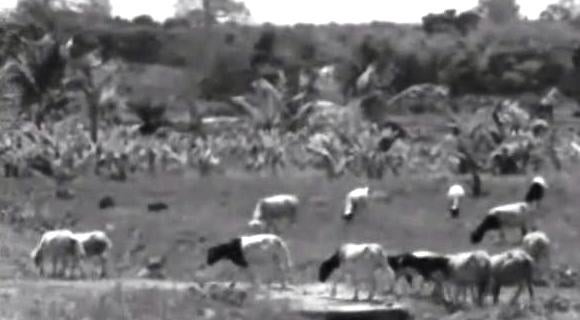 Escola do Aprendizado Agrícola Dr. Silva Tavares