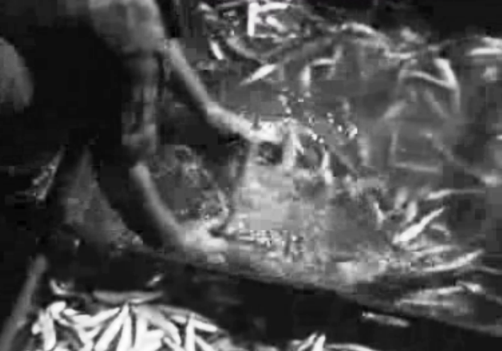 Técnicas de pesquisa e localização de cardumes de peixe