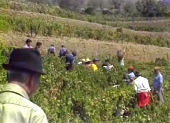 Vindimas no Douro