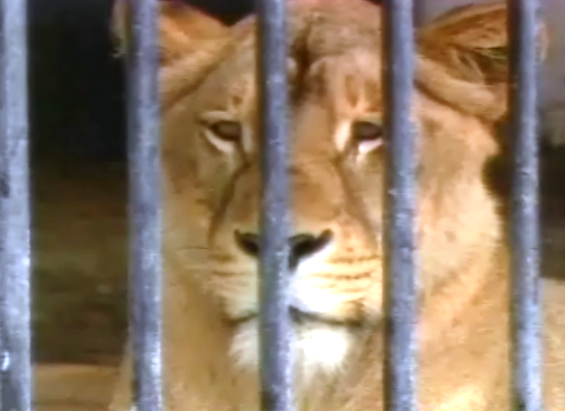O trabalho do conservador do Jardim Zoológico de Lisboa