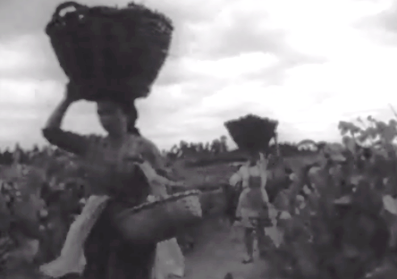 O concelho de Anadia