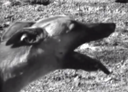 Corrida de galgos na Herdade de Pancas