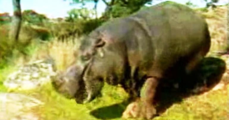 Hipopótamo Fêmea no Alentejo