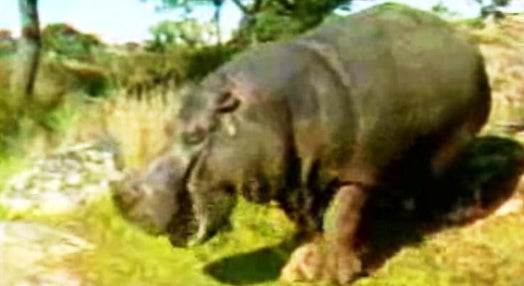 Hipopótamo Fêmea no Alentejo