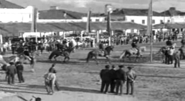 Cavalos montados na Feira de São Martinho na Golegã