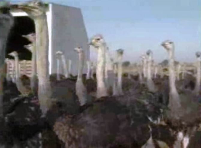 Criação de avestruzes