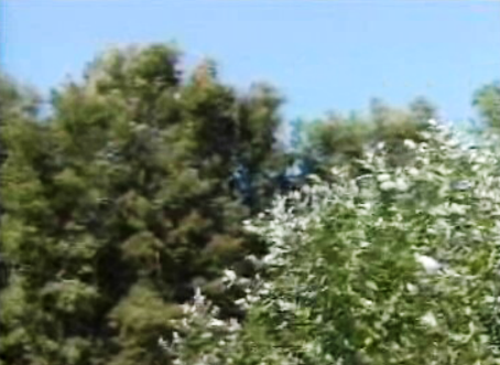 Problemas das florestas portuguesas