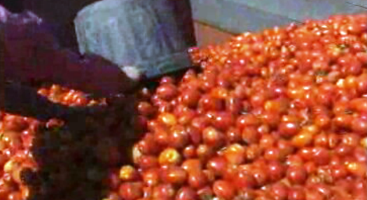 Escoamento de produção de tomate