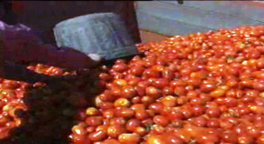 Escoamento de produção de tomate
