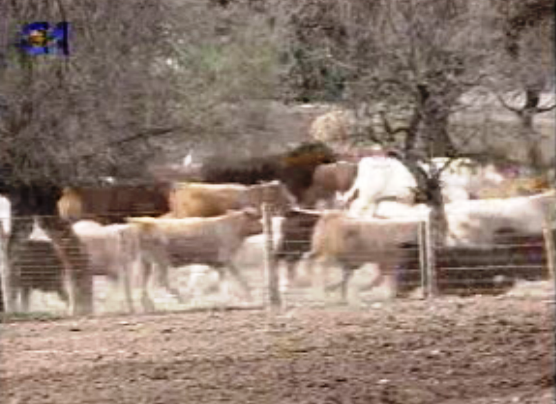 Regras para aditivos na alimentação animal