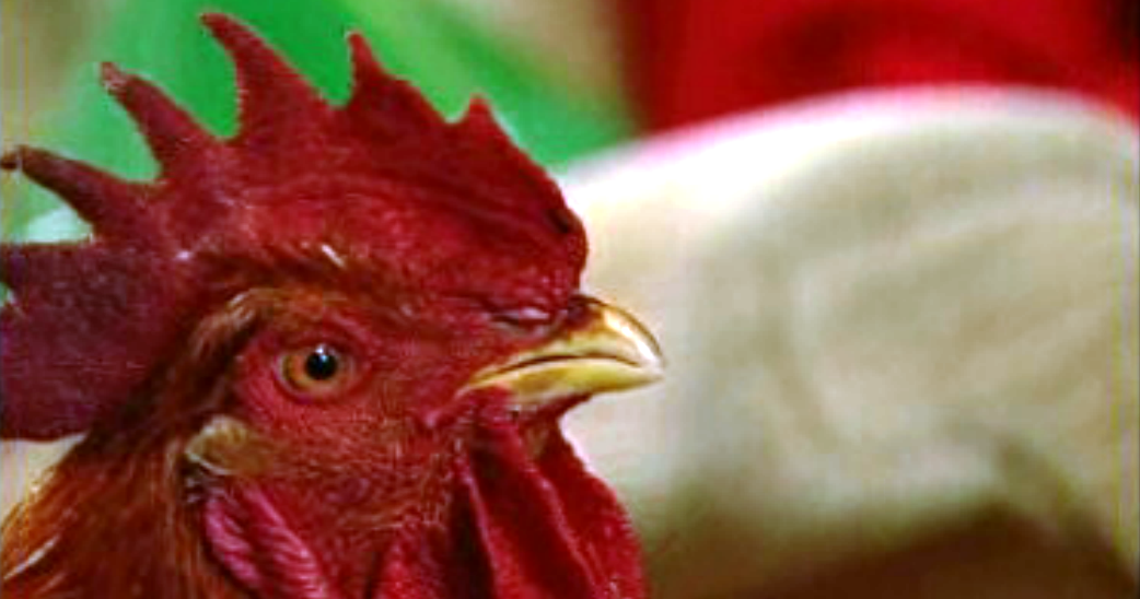 Detective Galo Inácio – Episódio 09