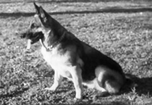 Canicultura e cães de trabalho