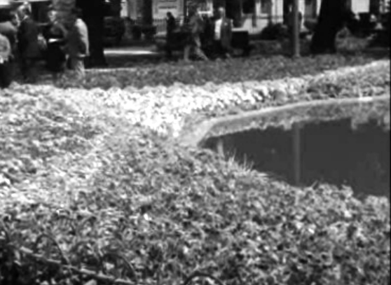 Exposição de flores no Porto