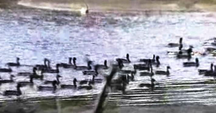 Criação do Pato-Real