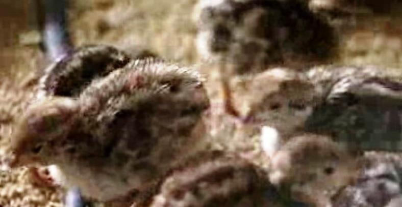 O Repovoamento com Perdizes