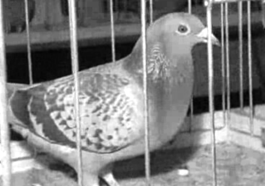 Inauguração de exposição de pombos-correio