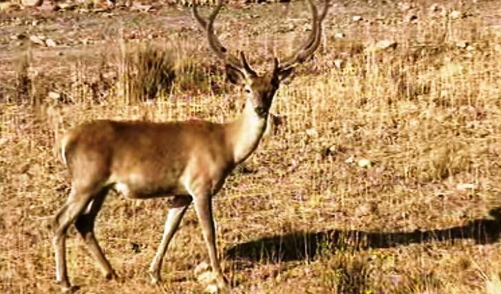 Características Biológicas e Cinegéticas do Veado