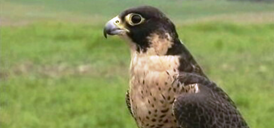 O Equilíbrio da Fauna