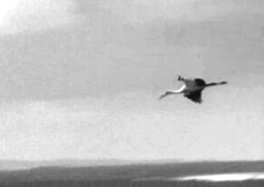 Proteção de cegonhas