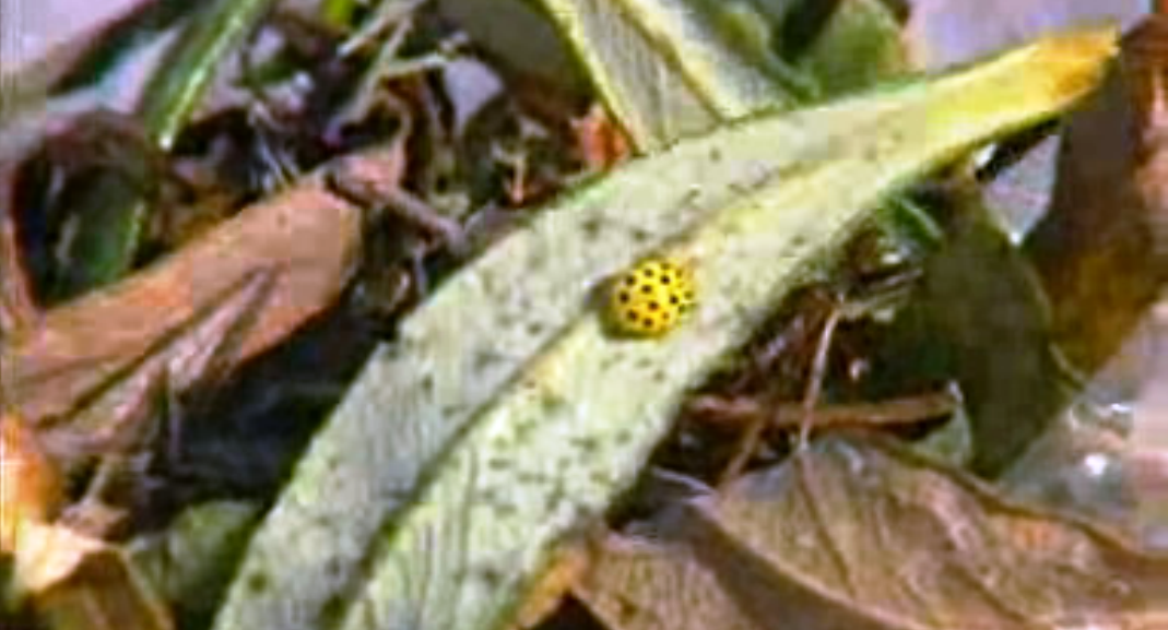 Divulgação e Ciência