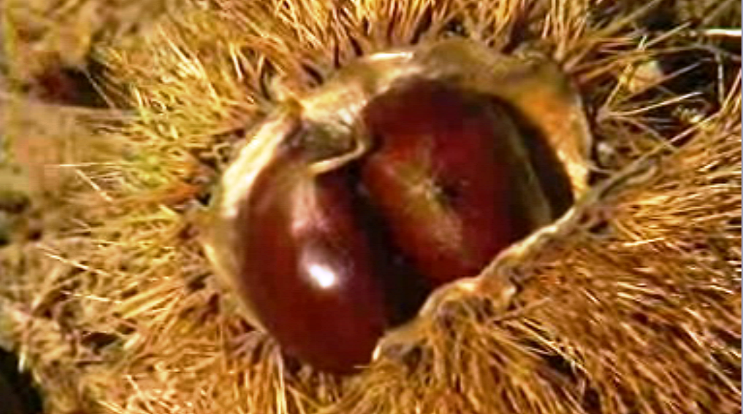 Soutos, Nogueiras e Carvalhais