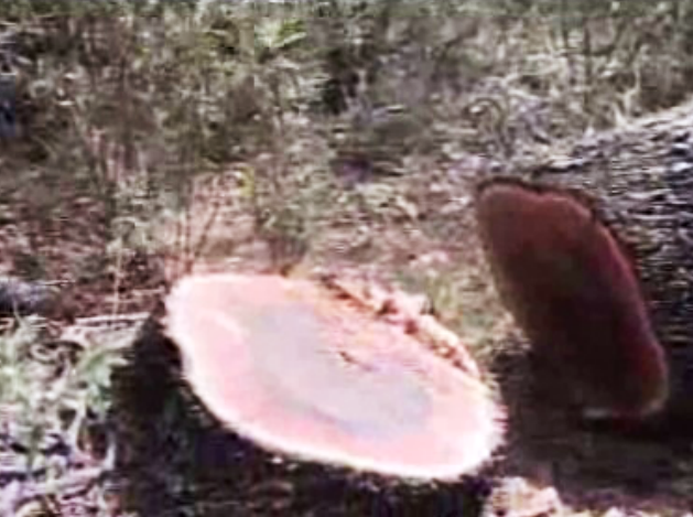 Abate de árvores na zona do Alqueva