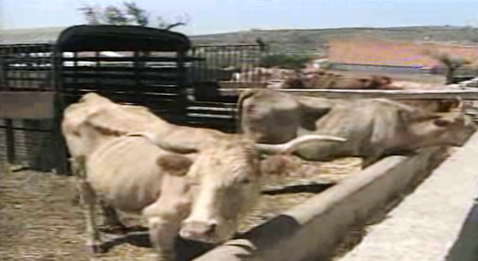 Adiado o levantamento do embargo à carne de vaca portuguesa
