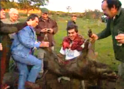 Crónica sobre a caça ao javali