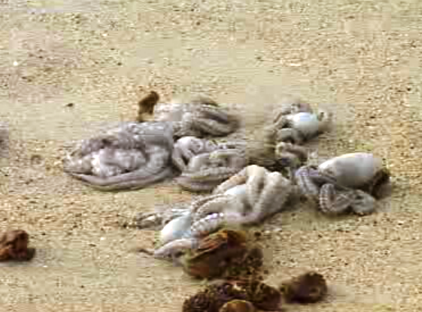 Polvos mortos dão à costa