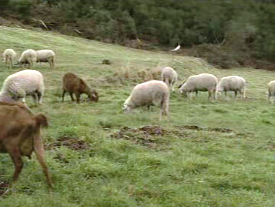 Crónica: A canção do pastor