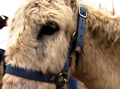 Criação de Burros no Magoito