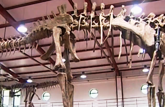 Exposição de dinossauros em Castelo Branco