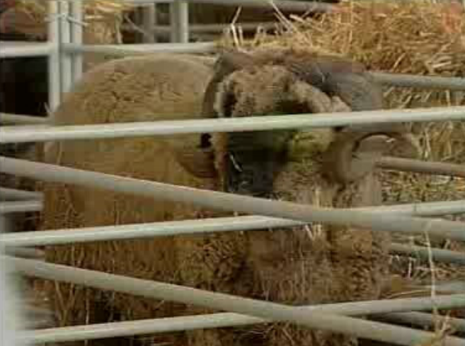 Leilão agropecuário da Ovibeja