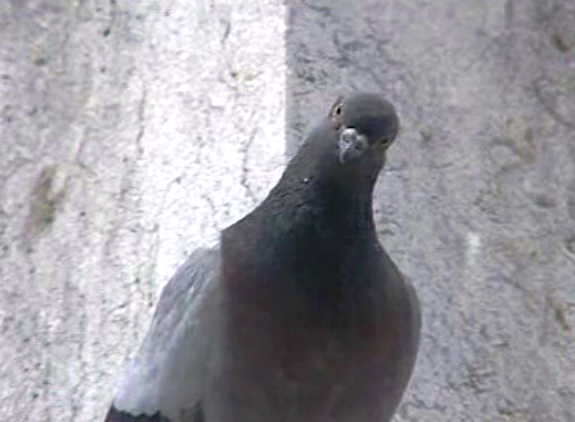 Pombos contam como nós