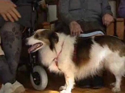 Animais em lares da terceira idade