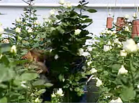 Preparativos para a visita do Papa