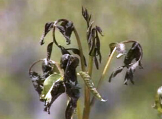 Geada em Trás-os-Montes
