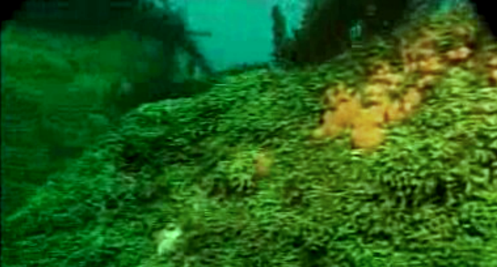 Erradicação de algas nos Açores