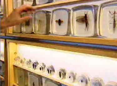 Exposição “Insectos na ordem”