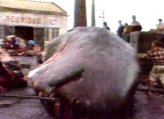 Tradição da caça à baleia