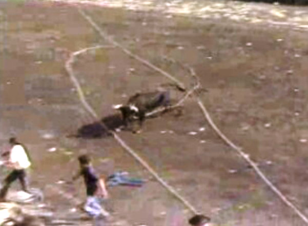 Tourada à corda na Ilha Terceira