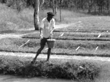 Instituto de Investigação Agronómica em Angola