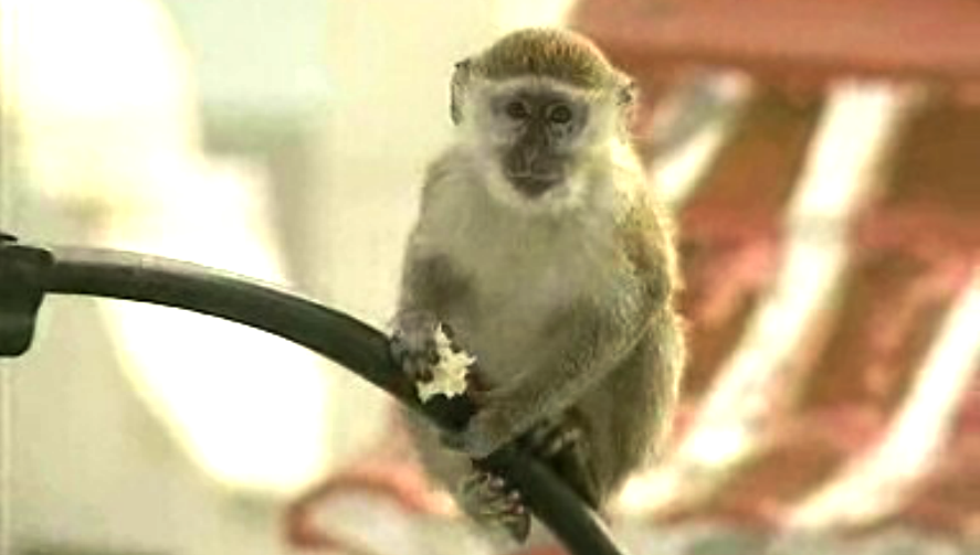 No Tempo em que os Animais Falavam