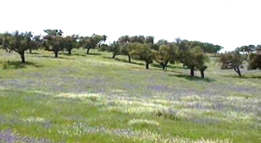 Ourique, Lenda e Futuro