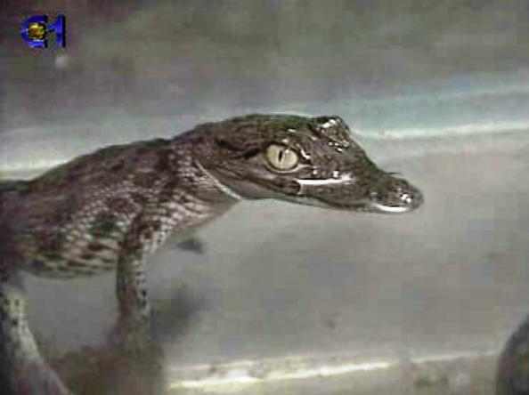 Proibição de animais selvagens em casa