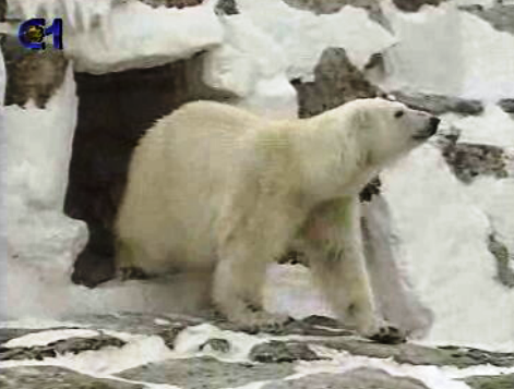 Novo habitante no Jardim Zoológico