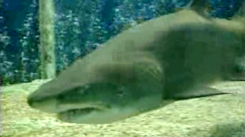 Tubarões de Lisboa para Barcelona