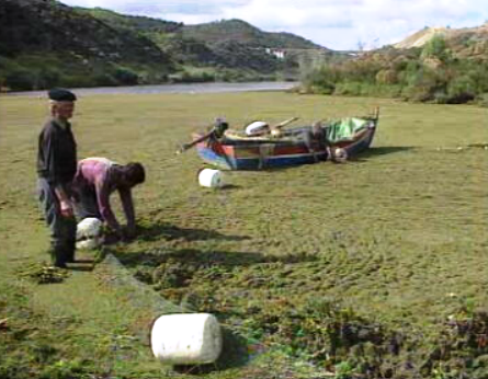 Azola cobre o rio Guadiana