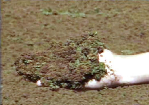 Azola no rio Guadiana