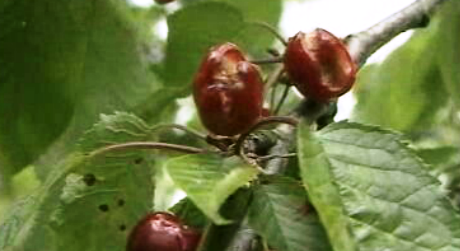 Mau tempo afeta produção de cerejas